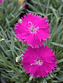 DIANTHUS NEON STAR