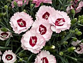 DIANTHUS RASPBERRY SURPRISE