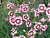 DIANTHUS RASPBERRY SWIRL