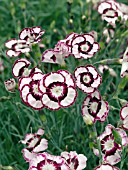 DIANTHUS RASPBERRY SWIRL