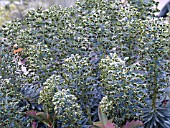 EUPHORBIA BLACK PEARL