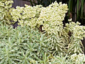 EUPHORBIA TASMANIAN TIGER