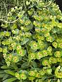 EUPHORBIA TINY TIM