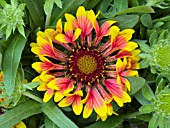 GAILLARDIA FANFARE