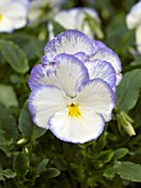 VIOLA BLUE MOON