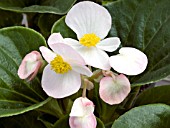 BEGONIA SEMPERFLORENS INFERNO APPLEBLOSSOM