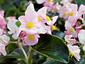 BEGONIA SEMPERFLORENS INFERNO PINK