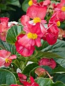 BEGONIA SEMPERFLORENS INFERNO RED