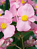 BEGONIA SEMPERFLORENS INFERNO ROSE