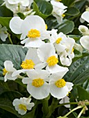 BEGONIA SEMPERFLORENS INFERNO WHITE