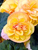 BEGONIA TUBERHYBRIDA FORTUNE GOLDEN