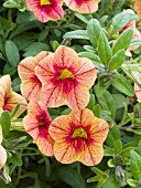 CALIBRACHOA COLORBURST CATS EYE CALICO