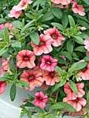 CALIBRACHOA COLORBURST MELON