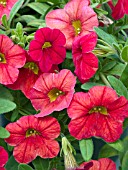 CALIBRACHOA COLORBURST TRAILING ELECTRIC RED