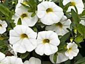 CALIBRACHOA COLORBURST TRAILING WHITE