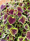 COLEUS CHOCOLATE DROP