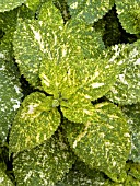 COLEUS EMERALD AND SNOW