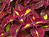 COLEUS MAD RIVER