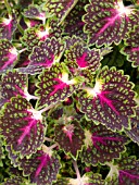 COLEUS OLD LACE