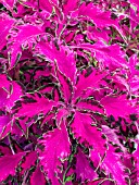 COLEUS PINK CHAOS