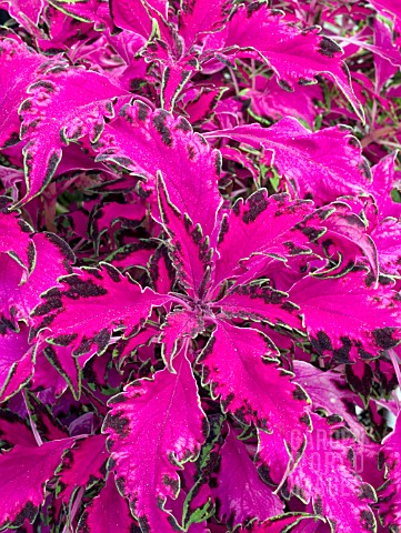 COLEUS_PINK_CHAOS