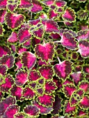 COLEUS STRAWBERRY DROP