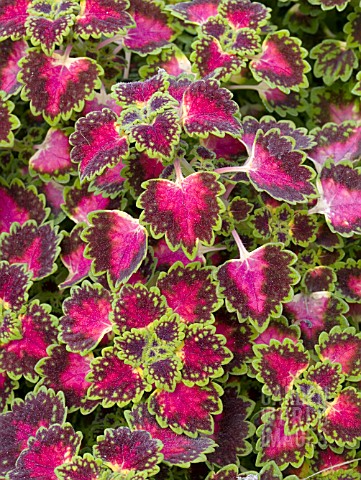 COLEUS_STRAWBERRY_DROP