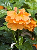 CROSSANDRA INFUNDIBULIFORMIS ORANGE MARMALADE, (FIRECRACKER PLANT ORANGE MARMALADE)