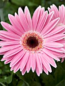 GERBERA JAMESONII BELLISSIMO PINK