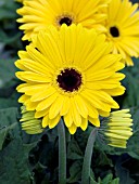 GERBERA FESTIVAL GOLDEN YELLOW