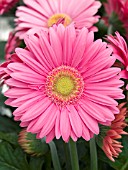 GERBERA JAMESONII FESTIVAL PINK