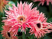 GERBERA JAMESONII FESTIVAL SPIDER PINK