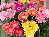 GERBERA JAMESONII MIX