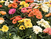 GERBERA JAMESONII MIX