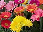 GERBERA JAMESONII MIX