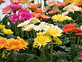 GERBERA JAMESONII MIX