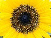 HELIANTHUS ANNUUS PACINO