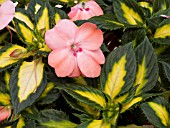 IMPATIENS NEW GUINEA SUNPATIENS SPREADING SALMON