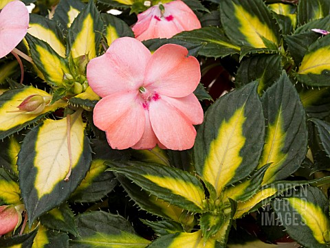 IMPATIENS_NEW_GUINEA_SUNPATIENS_SPREADING_SALMON