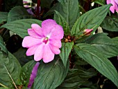 IMPATIENS NEW GUINEA SUNPATIENS VIGOROUS LAVENDER