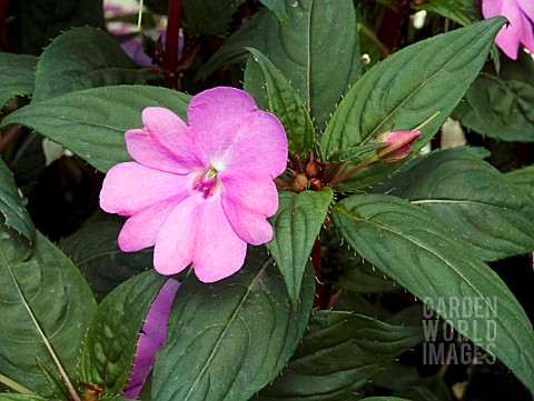 IMPATIENS_NEW_GUINEA_SUNPATIENS_VIGOROUS_LAVENDER