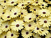 OSTEOSPERMUM CRESCENDO PRIMROSE