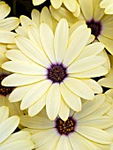 OSTEOSPERMUM CRESCENDO PRIMROSE