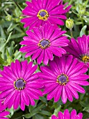 OSTEOSPERMUM IRINGA