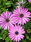 OSTEOSPERMUM MALINDI