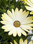 OSTEOSPERMUM SERENITY SUNBURST