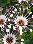 OSTEOSPERMUM SERENITY WHITE BLISS