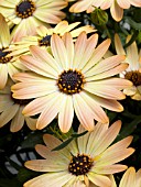 OSTEOSPERMUM SIDESHOW COPPER YELLOW