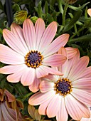 OSTEOSPERMUM SUMMERTIME BRONZE CHARM