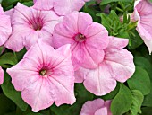 PETUNIA EXPLORER PINK